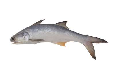 Fourfinger threadfin fish