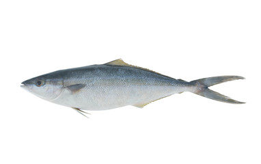 Rainbow runner fish isolated, Elagatis bipinnulata
