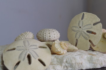 esqueletos calcáreos de mar