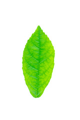 Front side of green leaf on white background.