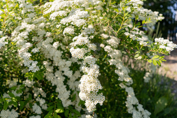 photo of white flowers on a bush in a garder