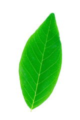 Front side of custard apple green leaf on white background.