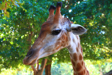 Naklejka na ściany i meble Giraffe in the zoo waiting for tourists to visit and give food to it.