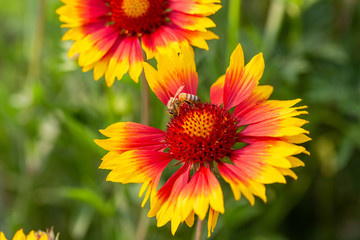 Outdoor spring, blooming yellow flowers and bees, gerbera，Gaillardia pulchella Foug.