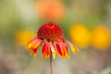Outdoor spring, blooming yellow flower, gerbera，Gaillardia pulchella Foug.