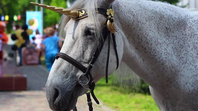 Hose with horn like unicorn