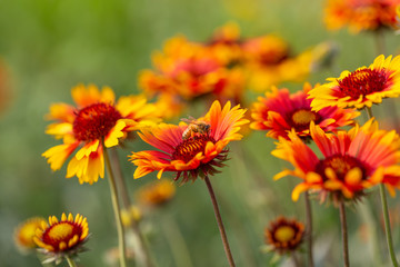 Outdoor spring, blooming yellow flowers and bees, gerbera，Gaillardia pulchella Foug.