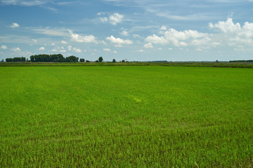 Rice field. Young rice shoots. Sprouted Rice. Sprouted Fig.