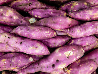 Sweet potatoes piled for market.