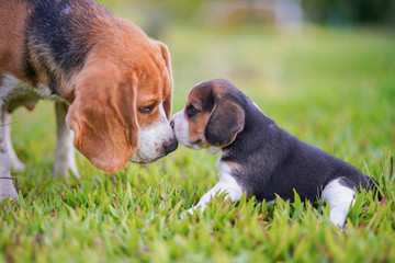 A cute little puppy beagle kissing her  mom outdoor in a grass field on a sunny spring day. - obrazy, fototapety, plakaty