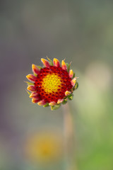 Outdoor spring, blooming yellow flower, gerbera，Gaillardia pulchella Foug.