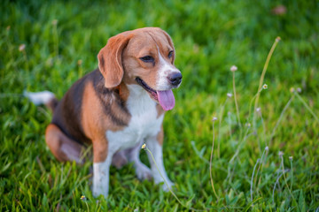 A cute beagle dog sitting on the green grass field.