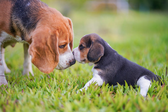 A cute little puppy beagle kissing her  mom outdoor in a grass field on a sunny spring day.