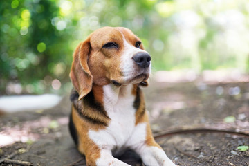 Portrait of a cute beagle dog outdoor in the park.