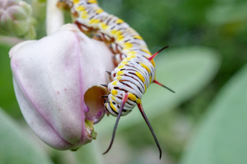 Close-up caterpillar butterfly feed the Crown flower ,outdoor macro insect.