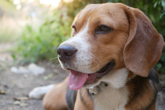 Close up face,portrait of a cute beagle dog outdoor in the park.