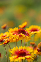 Outdoor spring, blooming yellow flower, gerbera，Gaillardia pulchella Foug.