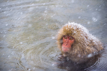 Obraz premium Snow monkey (Japanese Macaques) bathe in onsen hot springs while snow fall in winter at Jigokudani Monkey Park, Nagano, Japan