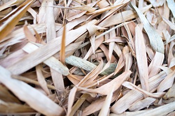 Dry bamboo leaf onground closeup, selective focus