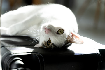 Adorable white domestic cat lay down with cute face on travel carry on baggage before travel day using as having pet while travel the world