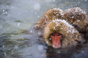 Snow monkeys (Japanese Macaques) bathe in onsen hot springs while snow fall in winter at Jigokudani Monkey Park, Nagano, Japan