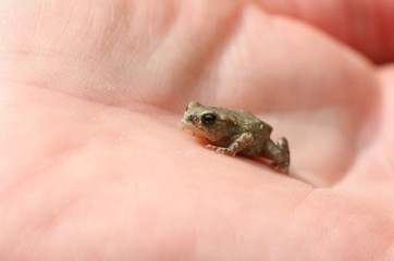 A tiny baby Common Toad, Bufo Bufo, sitting on the palm of a hand.
