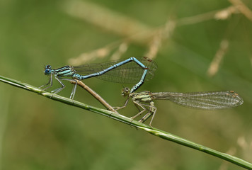 A mating pair of pretty White-legged Damselfly, Platycnemis pennipes, perching on a grass stem.