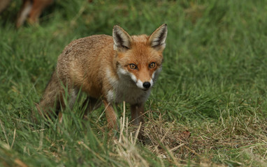 A magnificent wild Red Fox, Vulpes vulpes, hunting for food to eat in the long grass.	