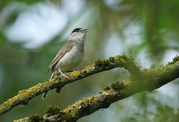 Obraz premium A stunning singing male Blackcap, Sylvia atricapilla, perched on a branch in a tree covered in lichen and moss. 