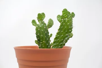 Foto op Plexiglas Cactus in pot Cactus