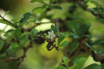 branch of a tree