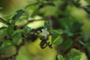 branch of a tree