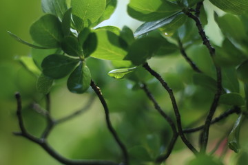 green leaves of a tree in spring