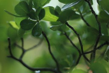 green leaves of a tree in spring