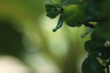 water drops on leaf