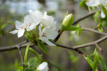 Blooming apple tree in spring time with white and pink flowers and bee