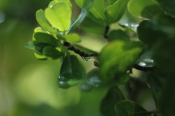 green leaves of tree