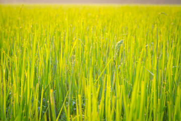 Green wheat field with morning light