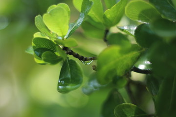 green leaves of tree