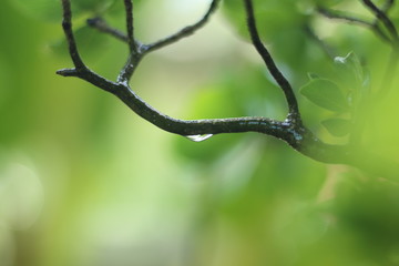 leaf with drops of water
