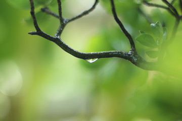 leaves of tree