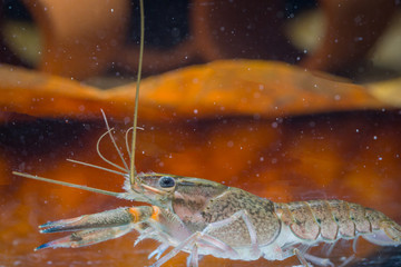 Close up of Red Lobster Claws