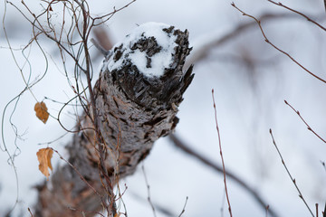 Branch In Winter with Snow