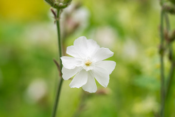 Obraz na płótnie Canvas Silene latifolia, white campion flower macro