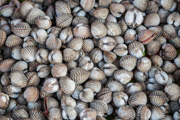 Nature fresh cockles use for food