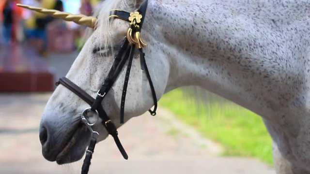 Hose with horn like unicorn