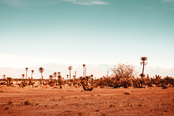 Palmen einer Oase in Marokko vor der imposanten Berglandschaft des Atlas