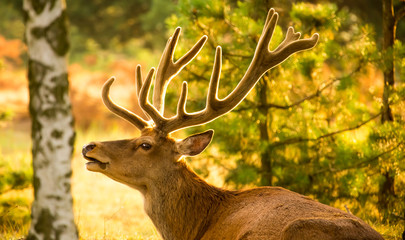 A strong red deer sits in sunshine on a glade in the forest. Concept animals in the forest. © Rainer Fuhrmann