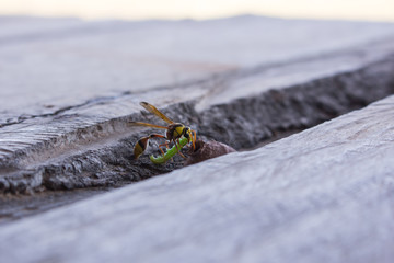 wasp in nest, insect in wild life, animal in nature, cloes-up wasp on nest