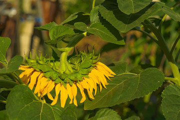 Bent sunflower flower with large leaves. Sunflowers garden.